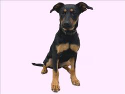 Shelter Stray Unknown Dog last seen , 3201 Lacy St, Los Angeles, CA 90031, USA