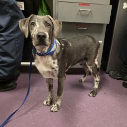 Shelter Stray Male Dog last seen Near BLOCK BLOOMFIELD AVE, CERRITOS CA, Cerritos, CA 90703, USA