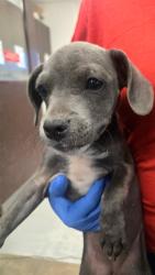 Shelter Stray Female Dog last seen FAIRFAX BAKERSFIELD, 201 S Mt Vernon Ave, Bakersfield, CA 93307, USA