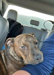 Shelter Stray Female Dog last seen Near BLK CHESTER AV, BAKERSFIELD, CA, 201 S Mt Vernon Ave, Bakersfield, CA 93307, USA