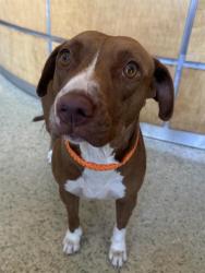 Shelter Stray Female Dog last seen Near BLOCK MISSION BLVD, JURUPA VALLEY CA 92509, 6851 Van Buren Boulevard, Jurupa Valley, CA 92509, USA