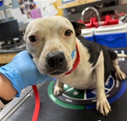 Shelter Stray Female Dog last seen Near BLOCK MOUNTAIN AVE, PERRIS, CA, 6851 Van Buren Boulevard, Jurupa Valley, CA 92509, USA