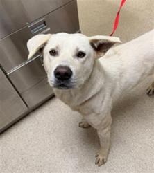Shelter Stray Male Dog last seen Near BLOCK MARY ST, RIVERSIDE, CA, 6851 Van Buren Boulevard, Jurupa Valley, CA 92509, USA
