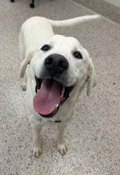 Shelter Stray Male Dog last seen 120TH AND KIOWA-BENNETT, 12155 Park Blvd, Brighton, CO 80601, USA