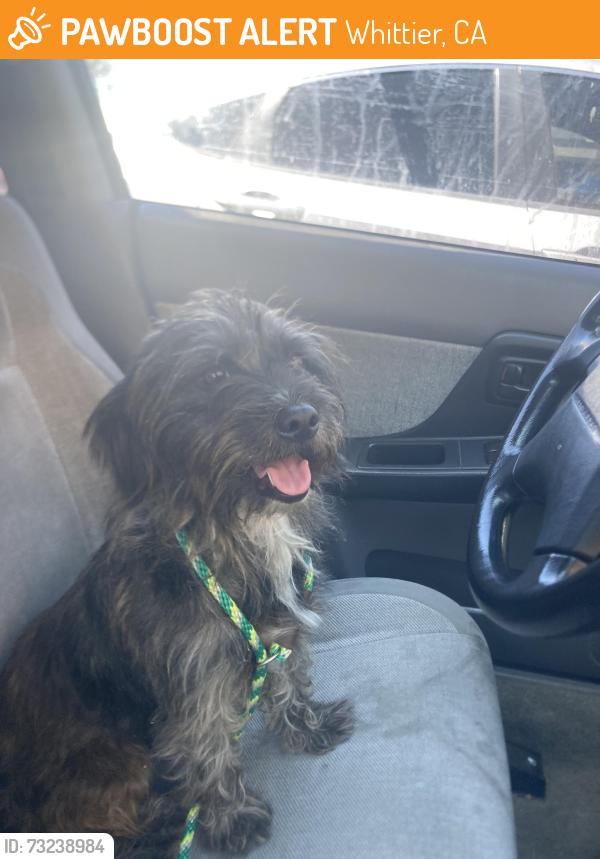 Found/Stray Female Dog last seen Leffingwell & Stamy, Whittier, CA 90604