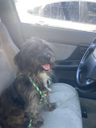 Found/Stray Female Dog last seen Leffingwell & Stamy, Whittier, CA 90604