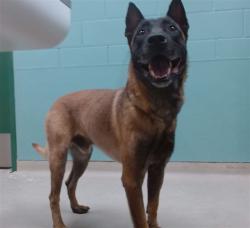 Shelter Stray Male Dog last seen Near SUN VALLEY BLVD, SUN VALLEY NV 89433, 2825 Longley Ln Suite A, Reno, NV 89502, USA