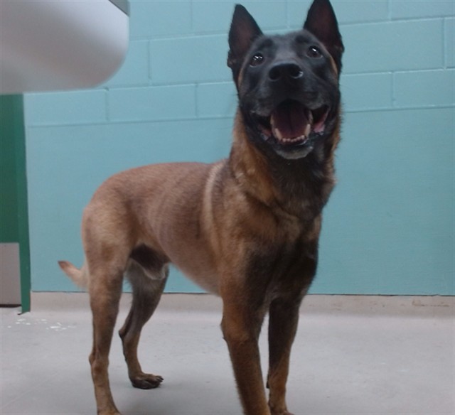 Shelter Stray Male Dog last seen Near SUN VALLEY BLVD, SUN VALLEY NV 89433, 2825 Longley Ln Suite A, Reno, NV 89502, USA