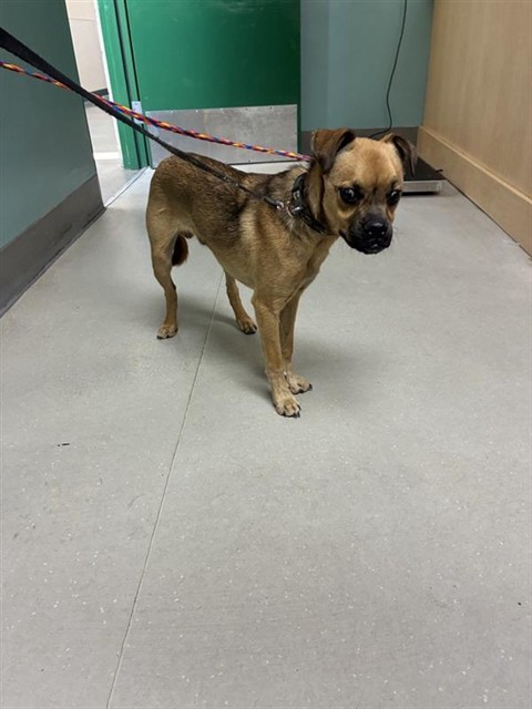 Shelter Stray Male Dog last seen Near ESTATES RD, RENO NV 89506, 2825 Longley Ln Suite A, Reno, NV 89502, USA