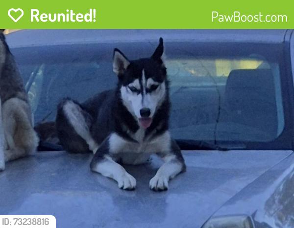 Reunited Female Dog last seen Spruce st and mulberry st riverside, Riverside, CA 92501