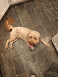 Reunited Female Dog last seen Oak Bluff and post oak, Corinth, TX 76210