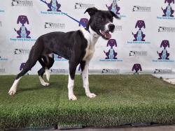 Shelter Stray Male Dog last seen , 2769 Conroy Rd, Orlando, FL 32839, USA
