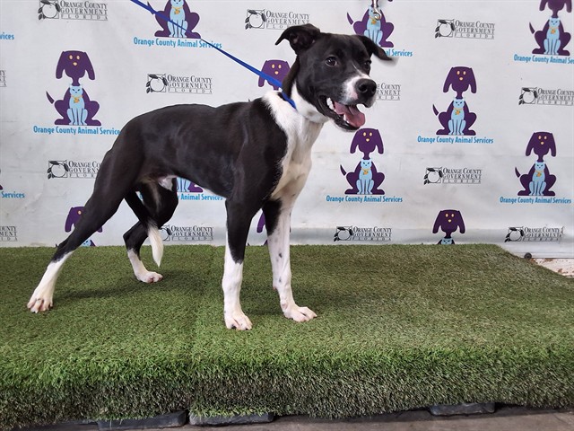 Shelter Stray Male Dog last seen , 2769 Conroy Rd, Orlando, FL 32839, USA
