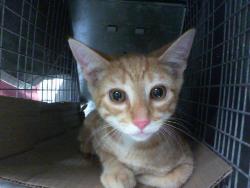 Shelter Stray Male Cat last seen HUNTERSVILLE, 8315 Byrum Dr, Charlotte, NC 28217, USA