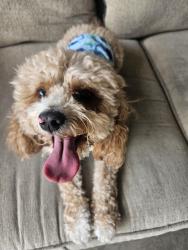 Reunited Male Dog last seen Tidwell and beltway 8, Houston, TX 77044