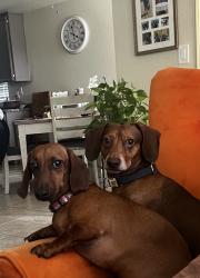 Lost Female Dog last seen Tuolumne, Turlock, CA 95382