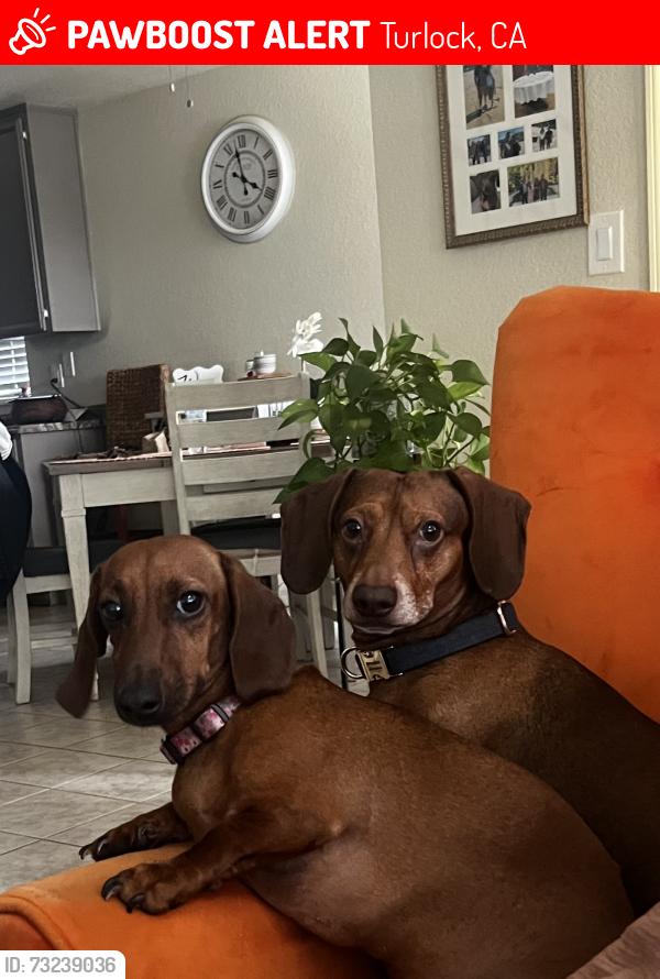 Lost Female Dog last seen Tuolumne, Turlock, CA 95382