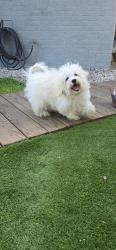 Reunited Male Dog last seen Aldine Westfield - Timberlane - Spring, Spring, TX 77373