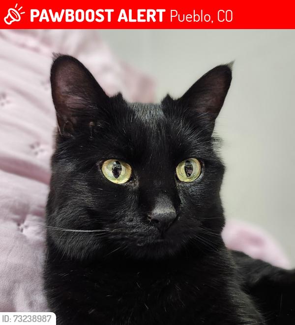 Lost Female Cat last seen 26th and Denver Blvd. Pueblo Co 81003, Pueblo, CO 81003