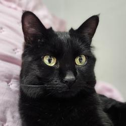 Lost Female Cat last seen 26th and Denver Blvd. Pueblo Co 81003, Pueblo, CO 81003
