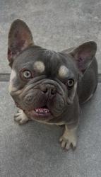 Reunited Male Dog last seen Near Sunburst St, Pacoima, CA 91331, USA, Los Angeles, CA 91331