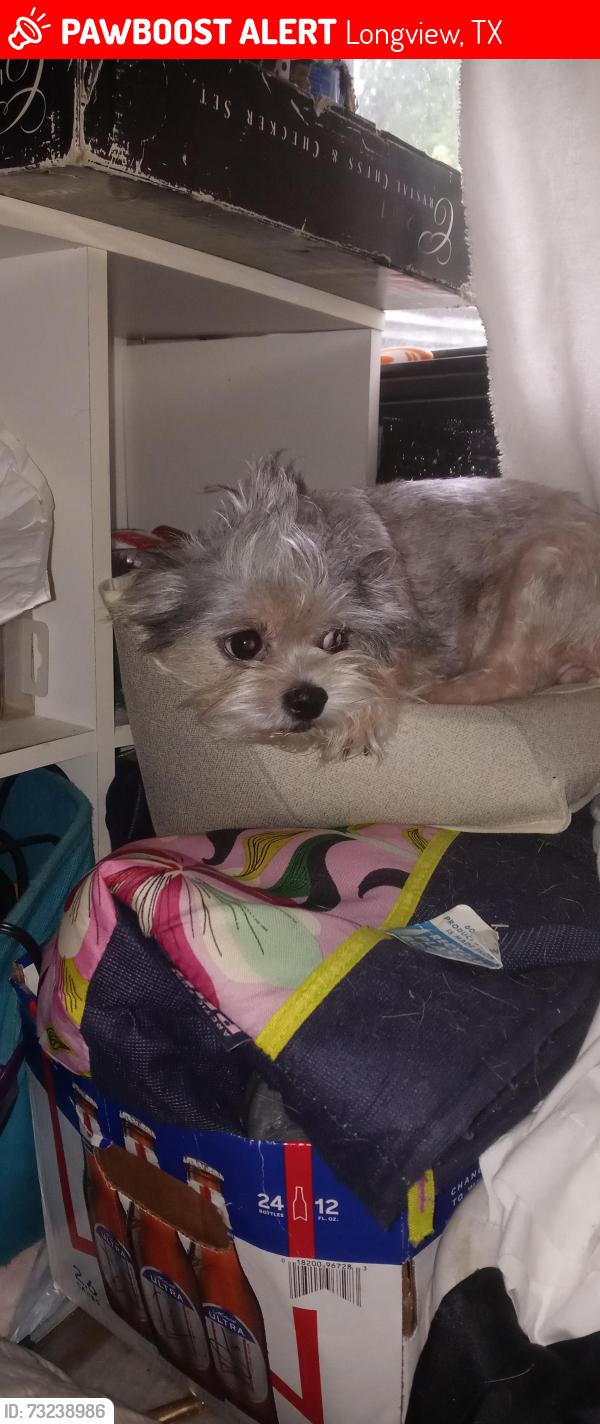 Lost Female Dog last seen Sherwood drive, Longview, TX 75605