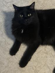 Lost Female Cat last seen 96th Street and 9th Ave. Vancouver, WA. 98665, Vancouver, WA 98665