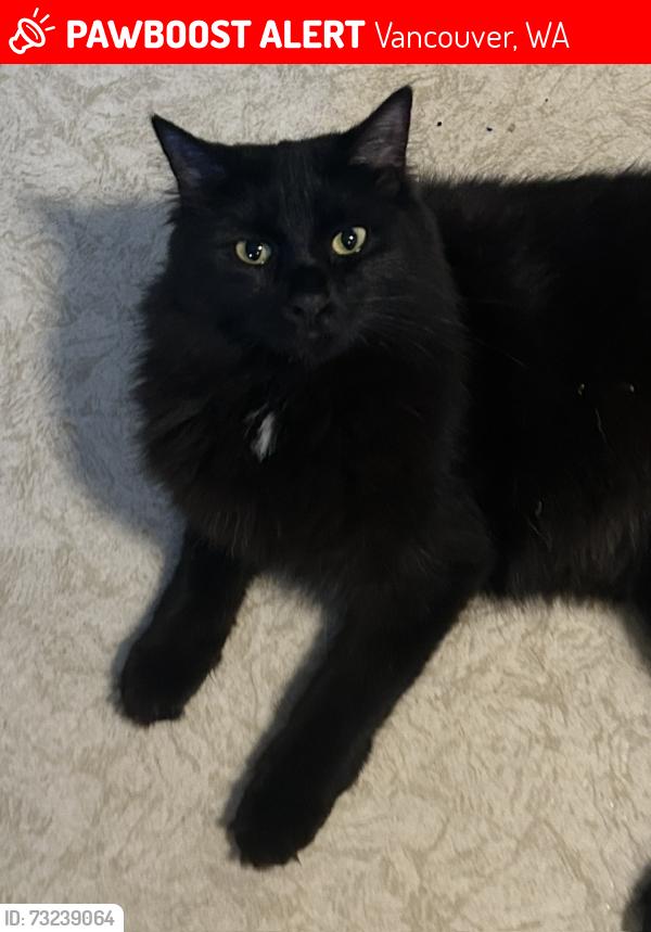 Lost Female Cat last seen 96th Street and 9th Ave. Vancouver, WA. 98665, Vancouver, WA 98665