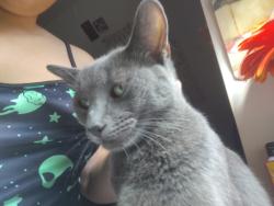 Found/Stray Male Cat last seen Griggs and Madison, Grand Rapids, MI 49507