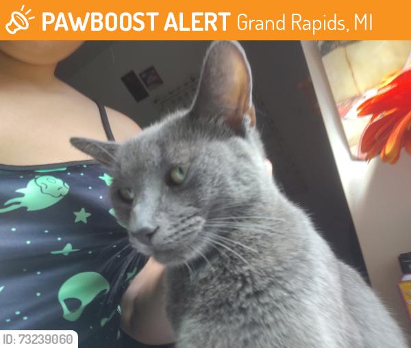 Found/Stray Male Cat last seen Griggs and Madison, Grand Rapids, MI 49507