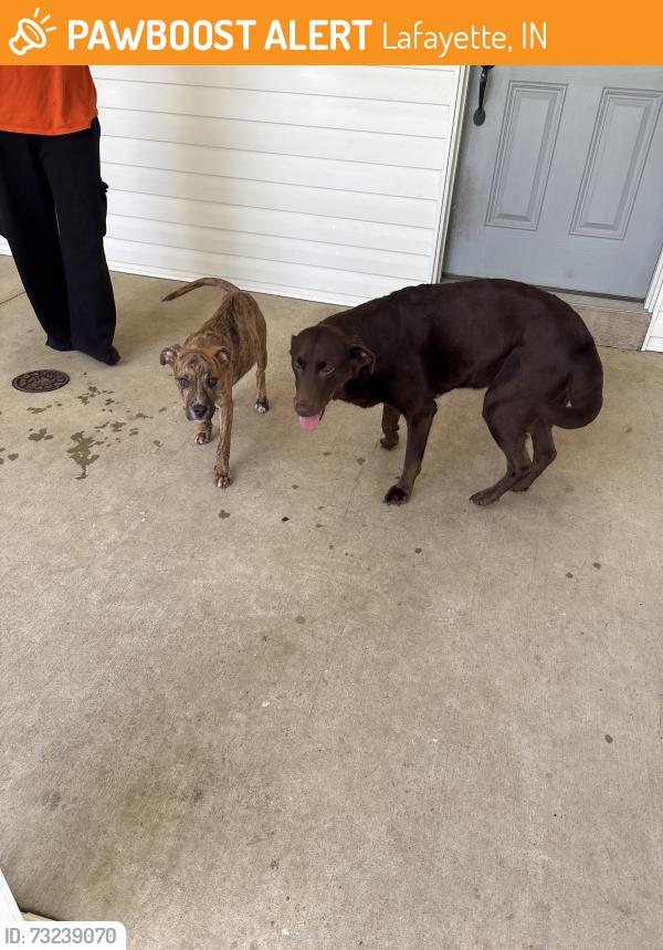 Found/Stray Female Dog last seen Lilly rd, Lafayette, IN 47901