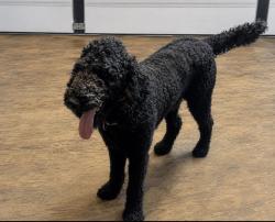 Reunited Male Dog last seen Todd Pate Tree Service, Mableton, GA 30126