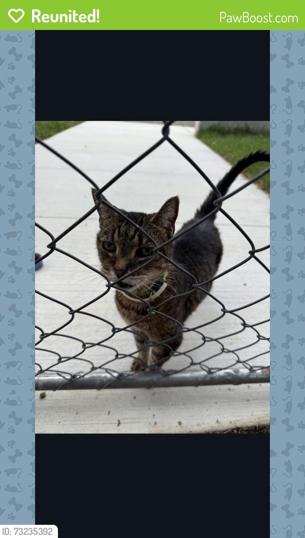 Reunited Female Cat last seen Bottleworks Lane park, Kennett St, Silver Spring, MD, Silver Spring, MD 20910