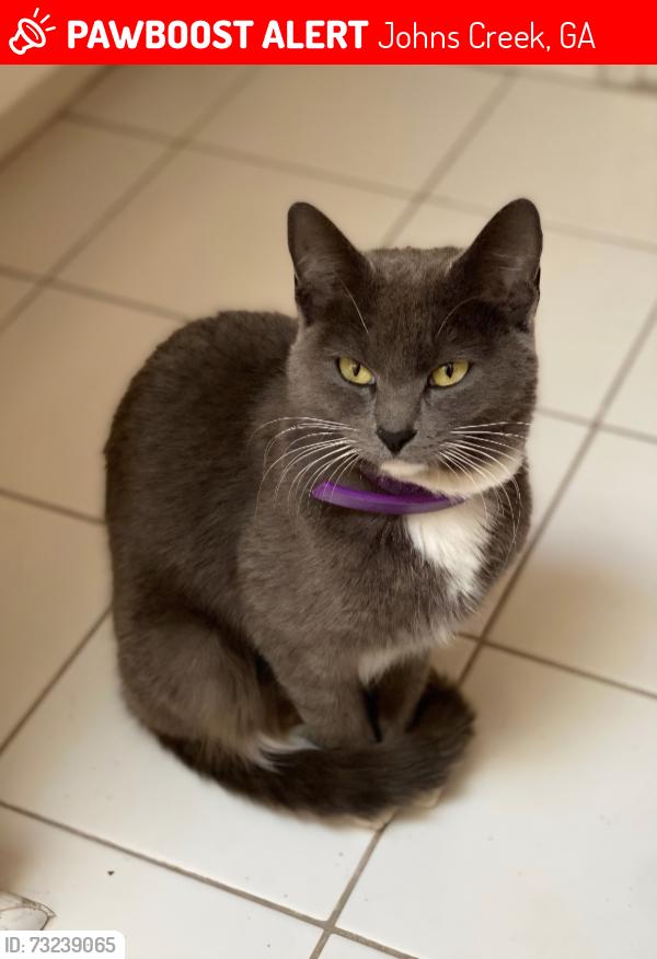 Lost Female Cat last seen Niblick Court and Club Way, near the pool/tennis courts, Johns Creek, GA 30022