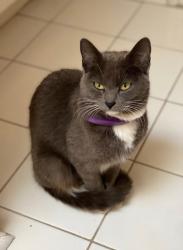 Lost Female Cat last seen Niblick Court and Club Way, near the pool/tennis courts, Johns Creek, GA 30022