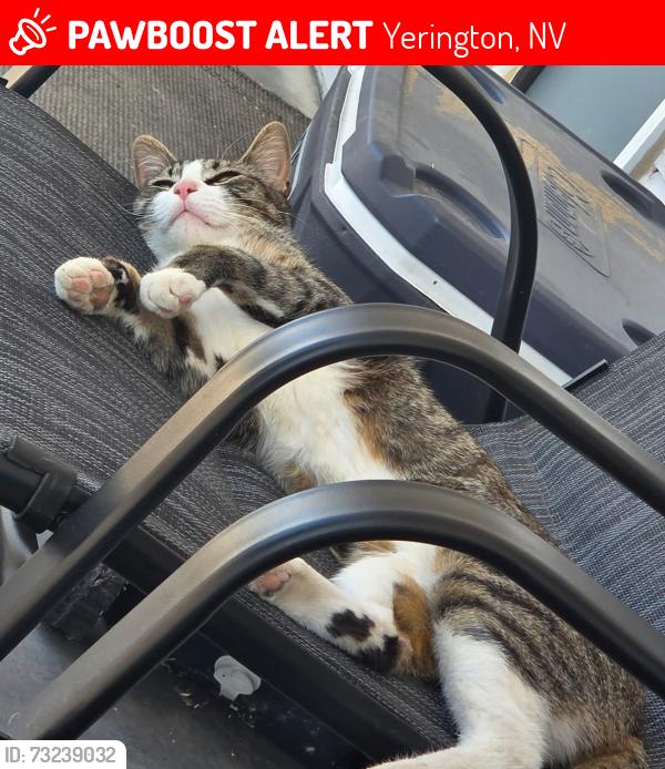 Lost Female Cat last seen Cherry Ln / Greenacres, Yerington, NV 89447