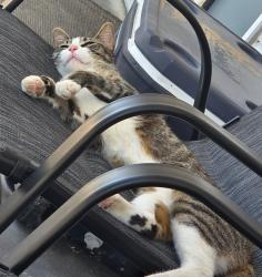Lost Female Cat last seen Cherry Ln / Greenacres, Yerington, NV 89447