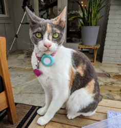 Lost Female Cat last seen Rimmel Creek Elementary School, Houston, TX 77079