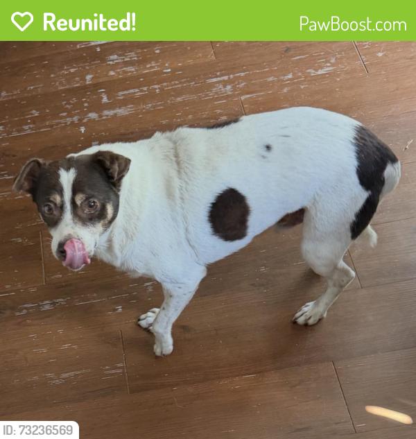 Reunited Male Dog last seen Janice Ln and Gibbs Sprawl Rd, Converse, TX 78109