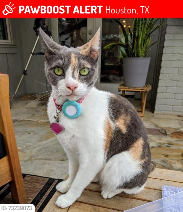 Lost Female Cat last seen Rimmel Creek Elementary School, Houston, TX 77079