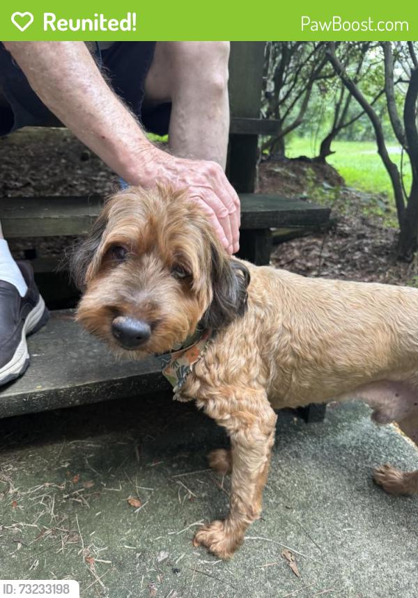 Reunited Male Dog last seen Powder Springs Dallas Road and Florence Roas, Powder Springs, GA 30127