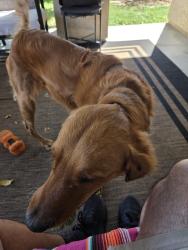 Reunited Male Dog last seen Alamosa and San Mateo, Palmdale, CA 93551