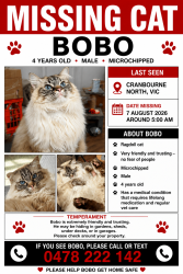 Reunited Male Cat last seen Bligh close Cranbourne north, Cranbourne North, VIC 3977