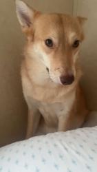 Lost Female Dog last seen Between the car wash and the aquarium rocks place, Sevierville, TN 37876