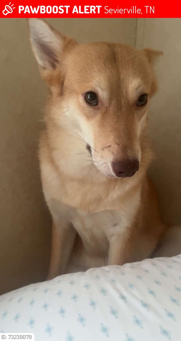 Lost Female Dog last seen Between the car wash and the aquarium rocks place, Sevierville, TN 37876
