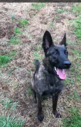 Reunited Female Dog last seen Highway 196, Eads, TN 38028