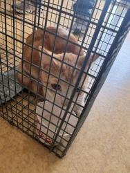 Shelter Stray Male Cat last seen Cliffwood Ct, Duncanville, TX, 1150 E Pleasant Run Rd, Cedar Hill, TX 75104, USA