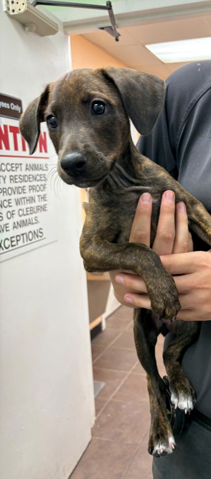 Shelter Stray Female Dog last seen Near BLK BELLVUE, District 2 - West Cleburne, TX, 2375 Service Dr, Cleburne, TX 76033, USA