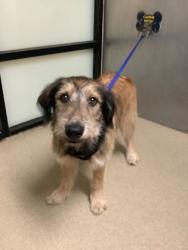 Shelter Stray Male Dog last seen Near Wedgemont Circle s, South District, TX, 355 Hillshire Dr, Haslet, TX 76052, USA