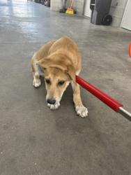 Shelter Stray Male Dog last seen Near S Littlejohn Ave, Central District, TX, 355 Hillshire Dr, Haslet, TX 76052, USA